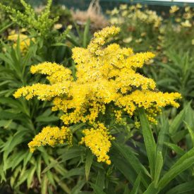 Solidago canadensis 'Sweety'-kanadai aranyvessző