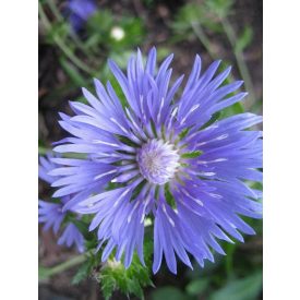 Stokesia laevis 'Mels' Blue'-Olajbóbita