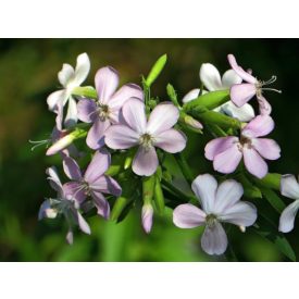 Saponaria x lempergii 'Max Frei'-Szappanfű