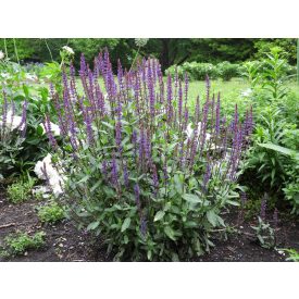 Salvia nemorosa Marvel'Rose'-Ligeti zsálya