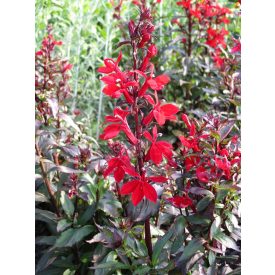   Lobelia speciosa 'Starship scarlet'-Pompás lobélia
