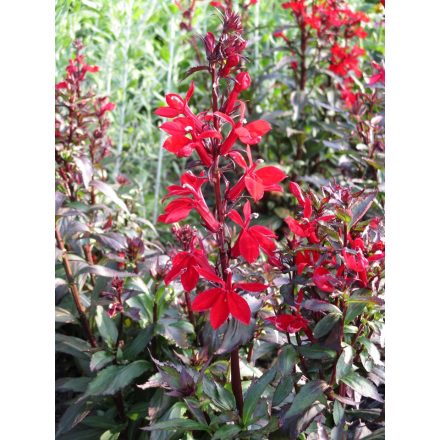 Lobelia speciosa 'Starship scarlet'-Pompás lobélia