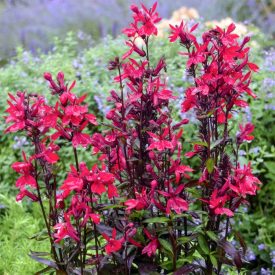   Lobelia speciosa 'Russian Princess'-Pompás lobélia