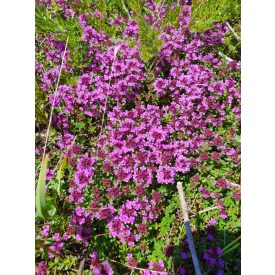 Thymus praecox 'Coccineus'-dísz kakukkfű