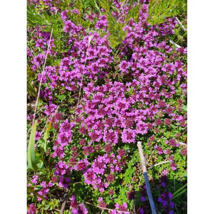 Thymus praecox 'Coccineus'-dísz kakukkfű