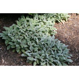Stachys byzantina 'little lambs'-Nyuszifül